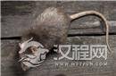 老鼠是四害之首?在古代民间老鼠是财神之首