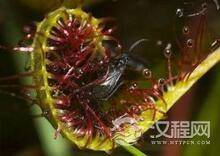 看到这些快逃走！全球最可怕“食人”植物
