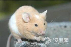 为什么十二生肖里不起眼发老鼠能做老大