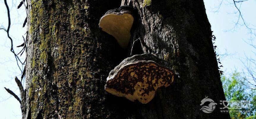 中国土家第一村&mdash;&mdash;双凤