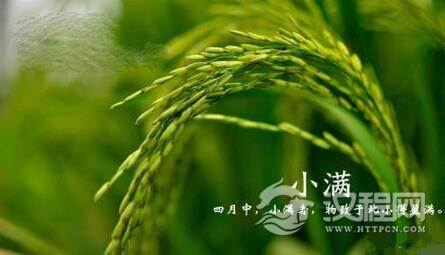 收获的前奏——二十四节气之小满