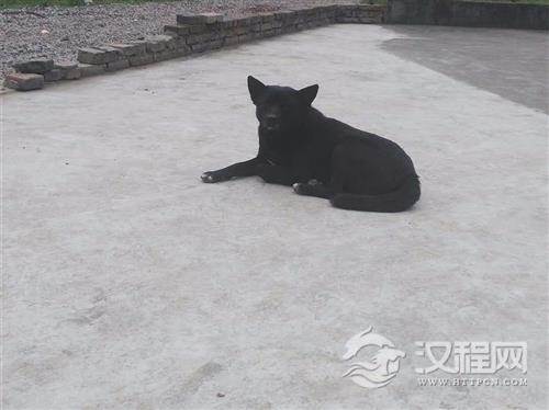 狗肉