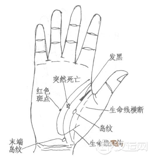 生命线末端分叉图解
