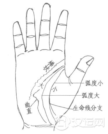 生命线图解，手掌生命线分叉，生命线长短