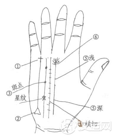 成功线的深浅、成功线有横纹横切者与事业