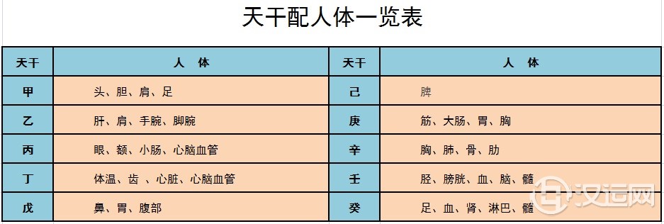 天干地支配人体