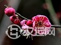 梅花易数学习诀窍  事半功倍学易十法