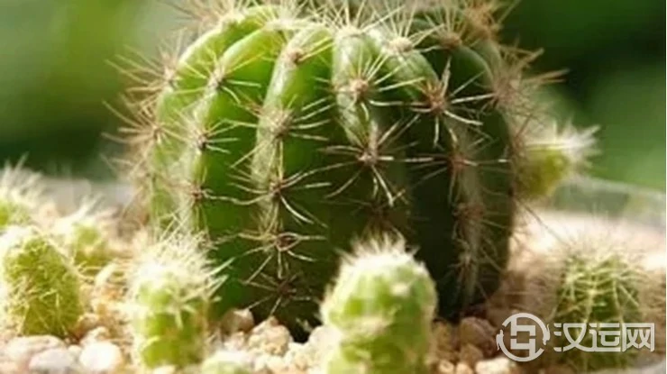 对身体健康不利的家居植物