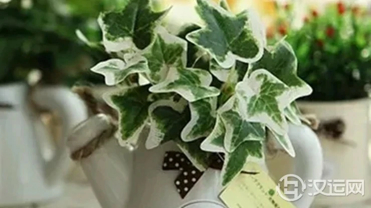 在客厅摆放植物有哪些风水讲究