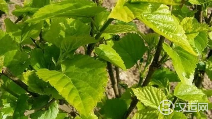 八字纳音五行解析——桑柘木