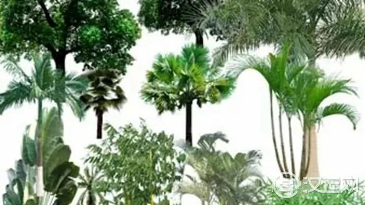 哪些植物不能随便栽种