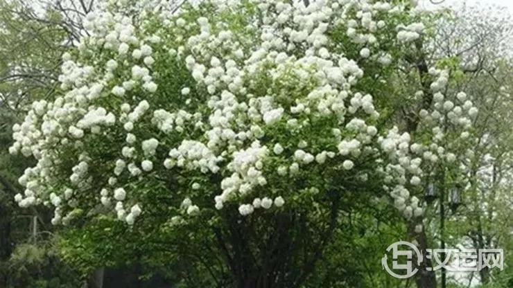 八字用神为木的人如何开运旺运