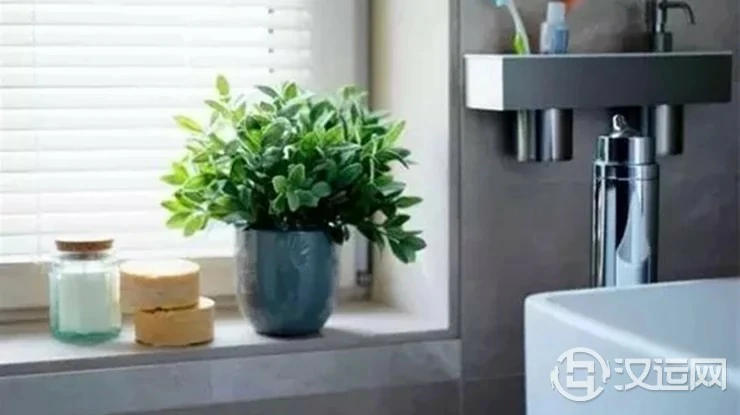 家居厕所里适合放什么植物？