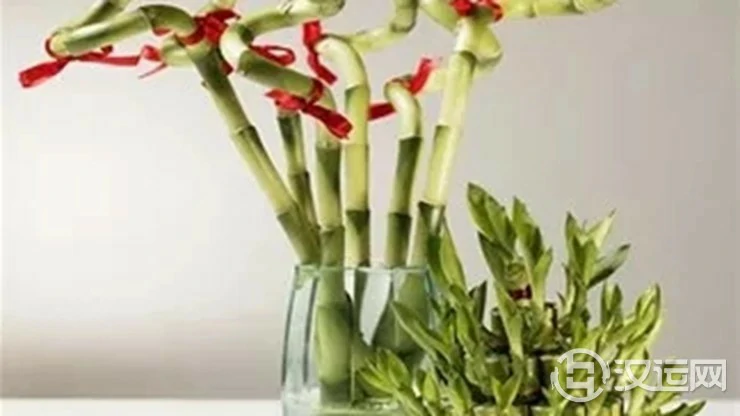 可给你带来富贵吉祥的风水植物——富贵竹