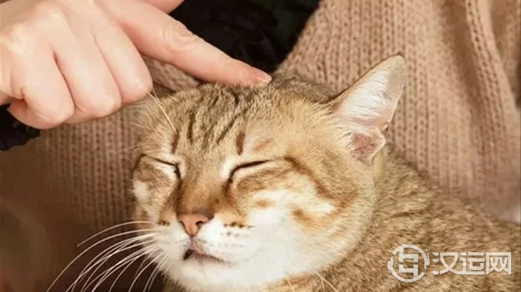 在家中养猫需要了解这些风水常识