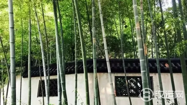 可为人带来幸福平安的吉祥植物——竹子