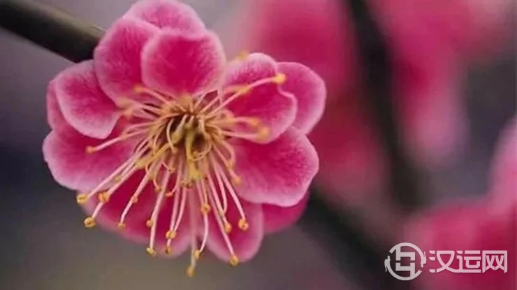 由出生日期看你命里有几朵桃花