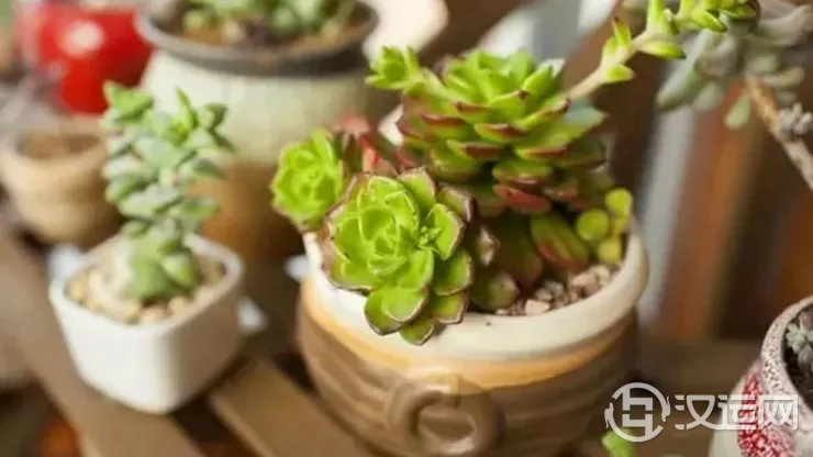 植物放在这儿，越住越富，有钱人都这样做！