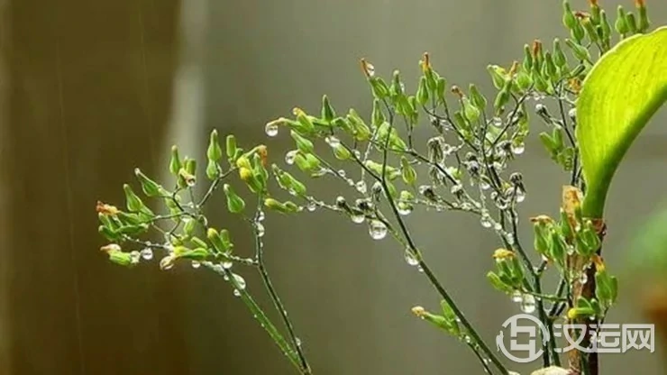 雨肖是哪几个生肖？他们的命运如何？