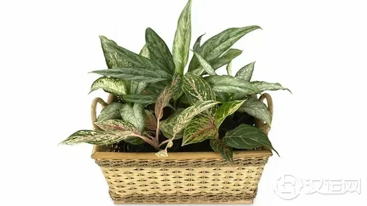 家居中养什么植物最旺