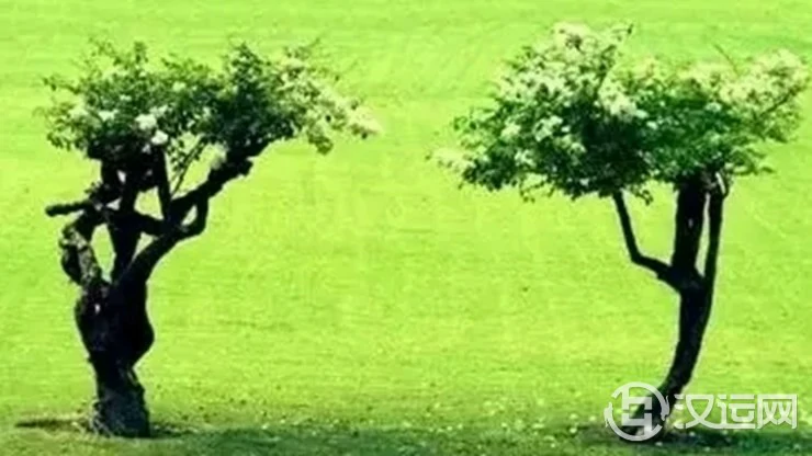 两棵树，你砍哪一棵？看懂的人不得了！