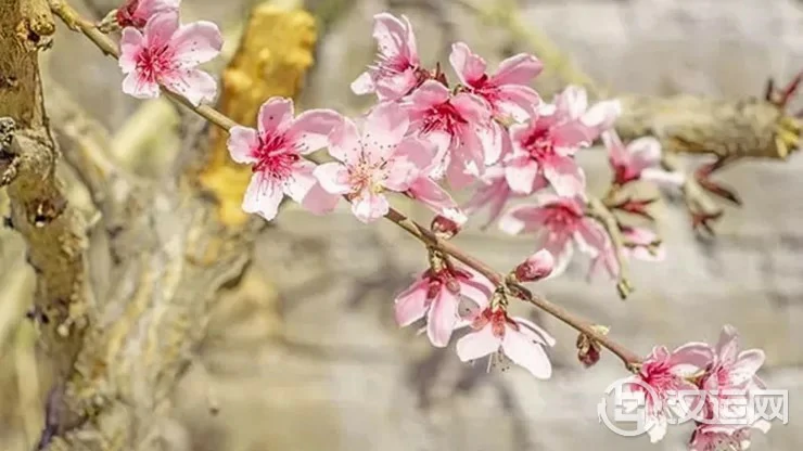 2022下半年易遭遇烂桃花的生肖，一点也不甜