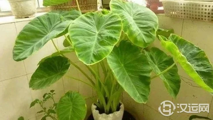 滴水观音的摆放及养植风水