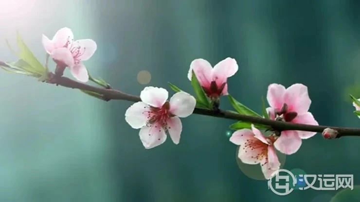 龙震天：2022年虎年，犯桃花生肖及旺桃花方法