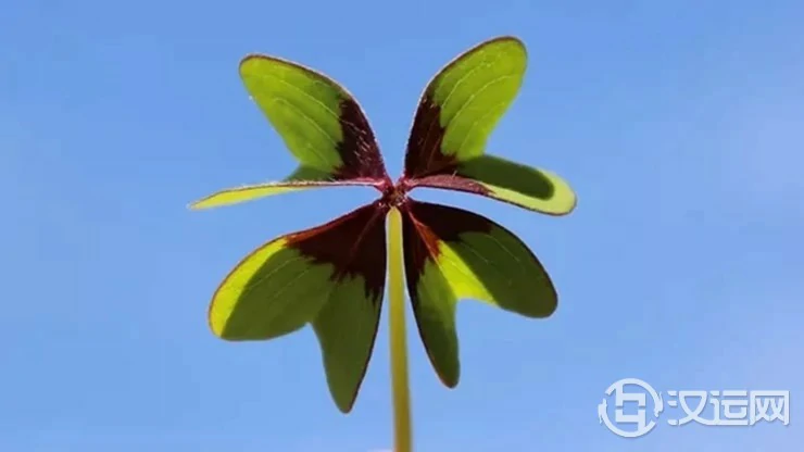 为何有的人一生总能逢凶化吉？原因在此
