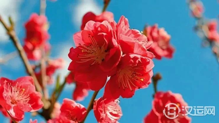 流年逢天喜有正桃花！12生肖会在哪年遇天喜？
