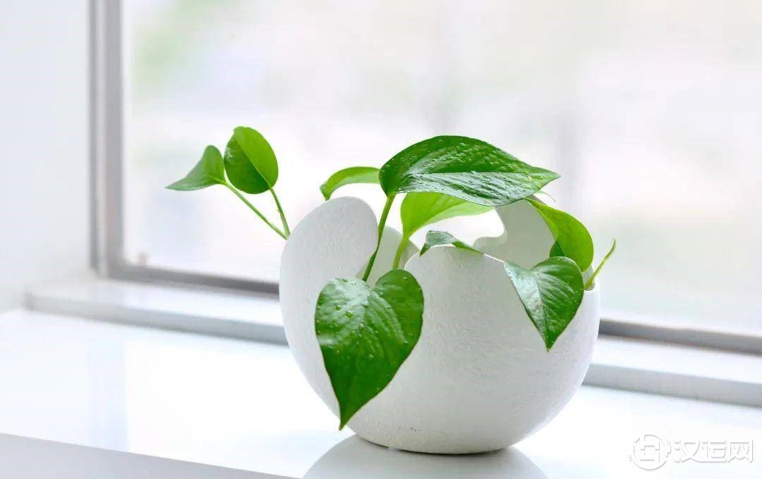 喜阳植物