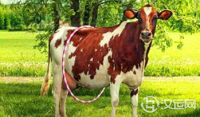 05月18日需谨慎的生肖及调整点