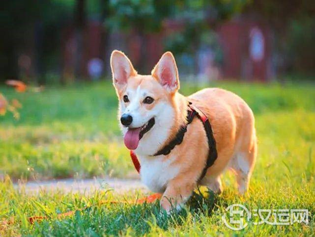 05月18日需谨慎的生肖及调整点