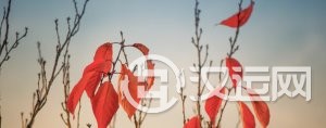 生肖配对，郎才女貌、家庭兴旺