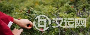具有古风美、意境女孩名字大全