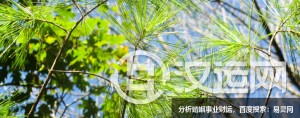 十二星座肯为了什么会一掷千金