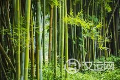 大林木命是什么？