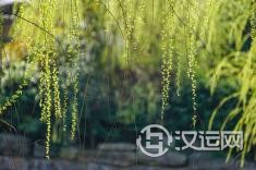 九宫飞星的四绿文曲星