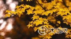 十二地支-巳火
