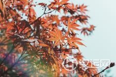 十二地支-午火