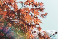 日主甲木的性格特征与命运起伏