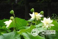 日主丙火的性格特征与命运起伏